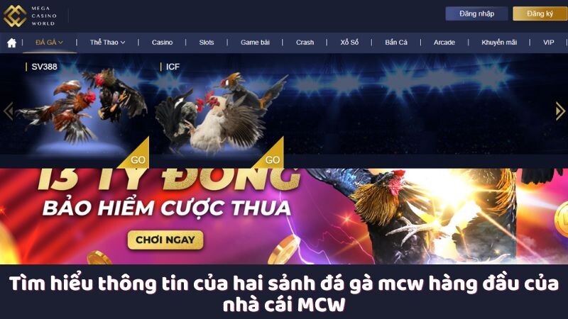 Tìm hiểu thông tin của hai sảnh đá gà mcw hàng đầu của nhà cái MCW