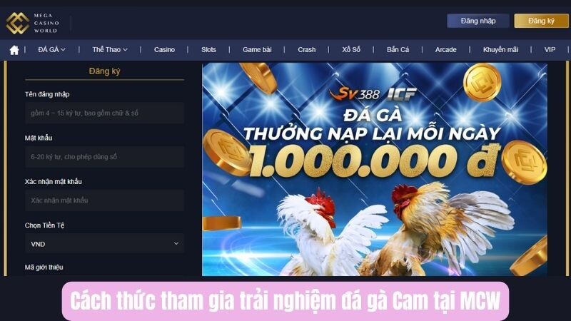 Cách thức tham gia trải nghiệm đá gà Cam tại MCW