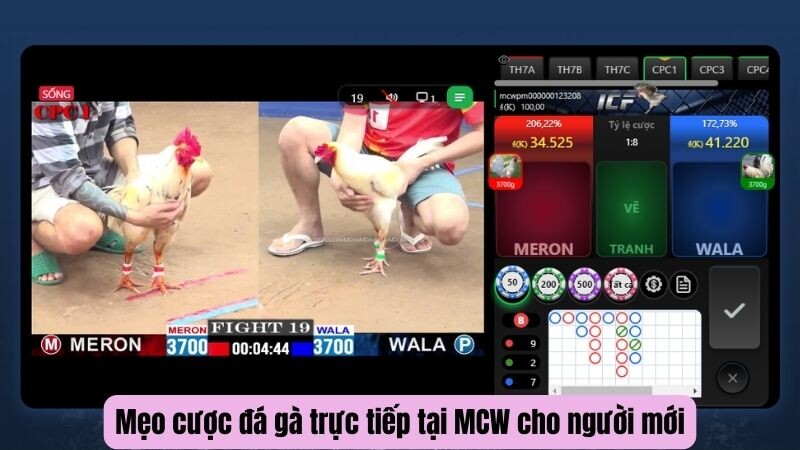 Mẹo cược đá gà trực tiếp tại MCW cho người mới