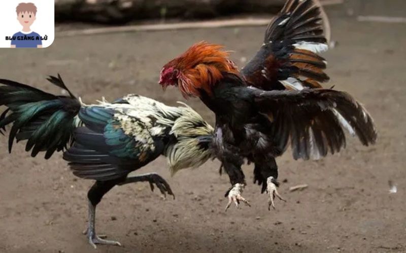 Các Ưu Điểm Của Nền Tảng Đá Gà Trực Tiếp Được Nhiều Người Lựa Chọn 4 Giao diện được thiết kế chi tiết và tối ưu từng tính năng