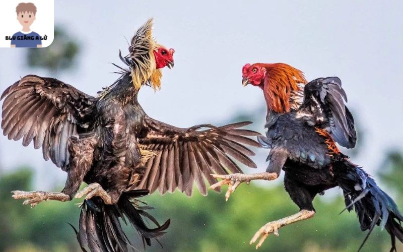 Các Ưu Điểm Của Nền Tảng Đá Gà Trực Tiếp Được Nhiều Người Lựa Chọn 3 Trực Tiếp Đá Gà hợp tác với nhiều trường gà dang tiếng